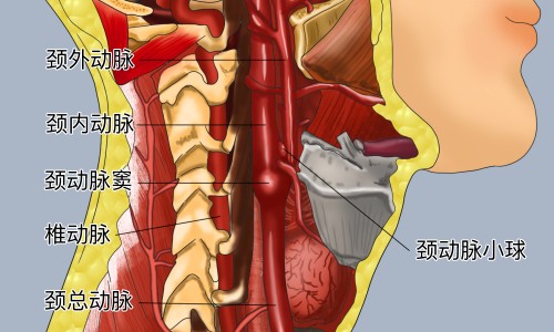 索非布韦的功效和作用-印度索菲布韦效果如何网 - 为你提供索菲布韦片、索非布韦片的说明书